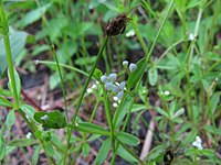 Galium trifidum