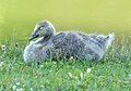 Image 3Canada goose gosling in Green-Wood Cemetery