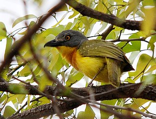 Foraging in mopane woodland, Kruger Park