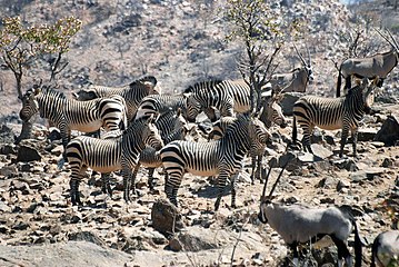 Hartmannse bergkwaggas wes van die Nasionale Etoshawildtuin, Namibië.