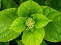 6.5 - 22.5: Fegls e brumbels d'ina ortensia (Hydrangea macrophylla).