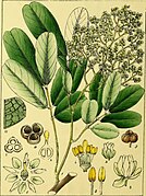 Illustrations of Indian Botany, Vol. 1 (page 278 crop).jpg