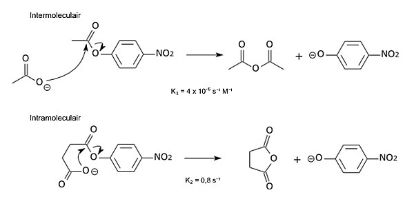 Gelijksoortige reacties verlopen veel sneller als de reactie binnen het molecuul plaatsvindt.