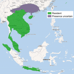 Distribución del meloncillo de Java