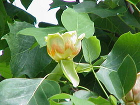 blossom and leaves of a tuliptree (Liriodendron tulipifera)
