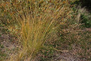 Blåtop (Molinia caerulea) Foto: Sten Porse