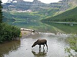 Älg vid Cameron Lake