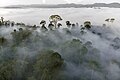 Image 25Mist condensing over rainforest in Danum Valley Conservation Area, Malaysia. (from Old-growth forest)