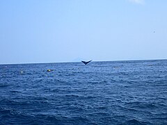 North Pacific Right Whale Entanglement, Hokkawa, Shizuoka, April 4, 2020 by Yoshiyuki Nakawaza, Dive Green C.jpg