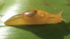 a crawling orange land snail