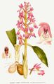 Tyndakset gøgeurt (Orchis mascula) er en hjemlig orkidé og et medlem af Lilje-ordenen (Liliales).