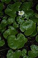 Caltha leptosepala