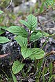 Rhamnus alnifolia