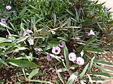 Kamote, Ipomoea batatas, Maui Nui Botanical Garden