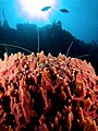 Stenopus hispidus (banded cleaner shrimp) on a Xestospongia muta (barrel sponge): The shrimp wait to remove external parasites and dead skin from visiting fish.