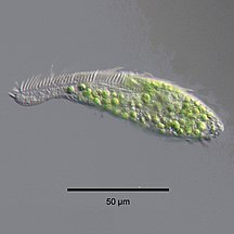 Zoochlorellae (green) living inside the ciliate Stichotricha secunda