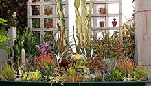 Succulent collection (processed).jpg