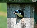 Tree Swallow (female)