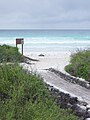 Badia Tortuga, illa Santa Cruz, Galápagos