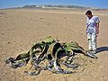 Welwitschia mirabilis i čovjek u usporedbi