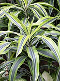 Dracaena fragrans (טריכ., פור., בנ.)