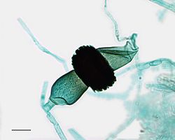 Volgroeide Rhizopus-zygospore van een broodschimmel