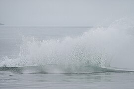 026e Humpback whale jump and splash Photo by Giles Laurent.jpg