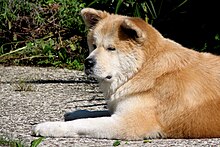 Akita Inu.jpg