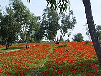 Anemone coronaria