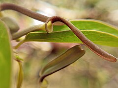 Aristolochia indica 9.jpg