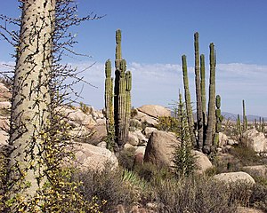 Taken at the Catavina region of the Baja California peninsula, Mexico, showing the flora of the area