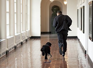 Bo i Obama corren per l'ala est de la Casa Blanca (2009).