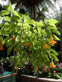 Brugmansia