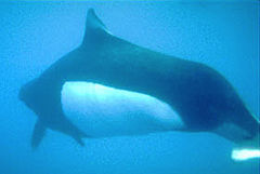 Description de l'image Dalls Porpoise Underwater.JPG.