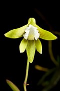 Dendrobium striolatum