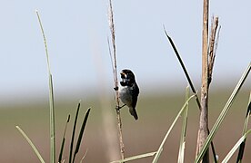 Double-collared Seedeater (Sporophila caerulescens) (15775754807).jpg