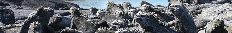 Marine Iguanas at Fernandina, Galapagos Islands