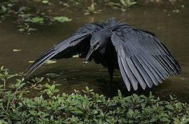 Zwarte reiger