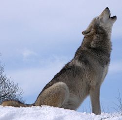 Pelēkais vilks Canis lupus