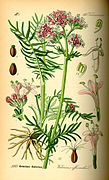 Illustration Valeriana officinalis0.jpg