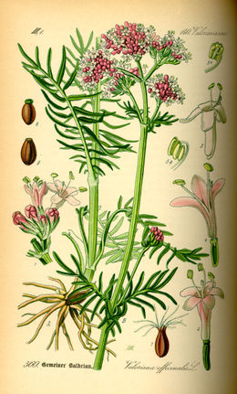 Vaistinis valerijonas (Valeriana officinalis)