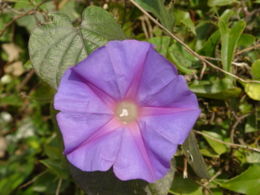 (Ipomoea indica)