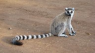 Lemur catta