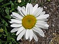 Leucanthemum x superbum 'Becky'