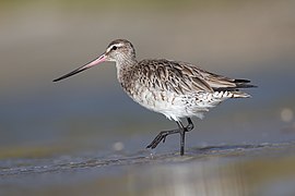 Limosa lapponica 2 - Taren Point