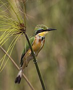 Little bee-eater (Merops pusillus argutus) Namibia