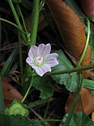 Malva neglecta, 2020-10-21, Beechview, 02.jpg