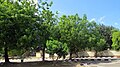 Pokok Mambu diperkarangan Masjid Jalan Fikri, Seberang Takir, Terengganu, Malaysia.