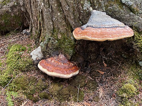 Shelf mushroom Ontario Canada