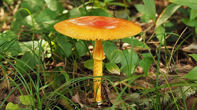 Amanita caesareoides